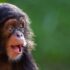 Google Search is phasing out its ‘cachedR...